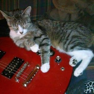 Meet your Posher, Tony